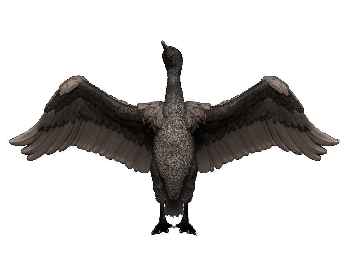 Socotra Cormorant 3D print model_2