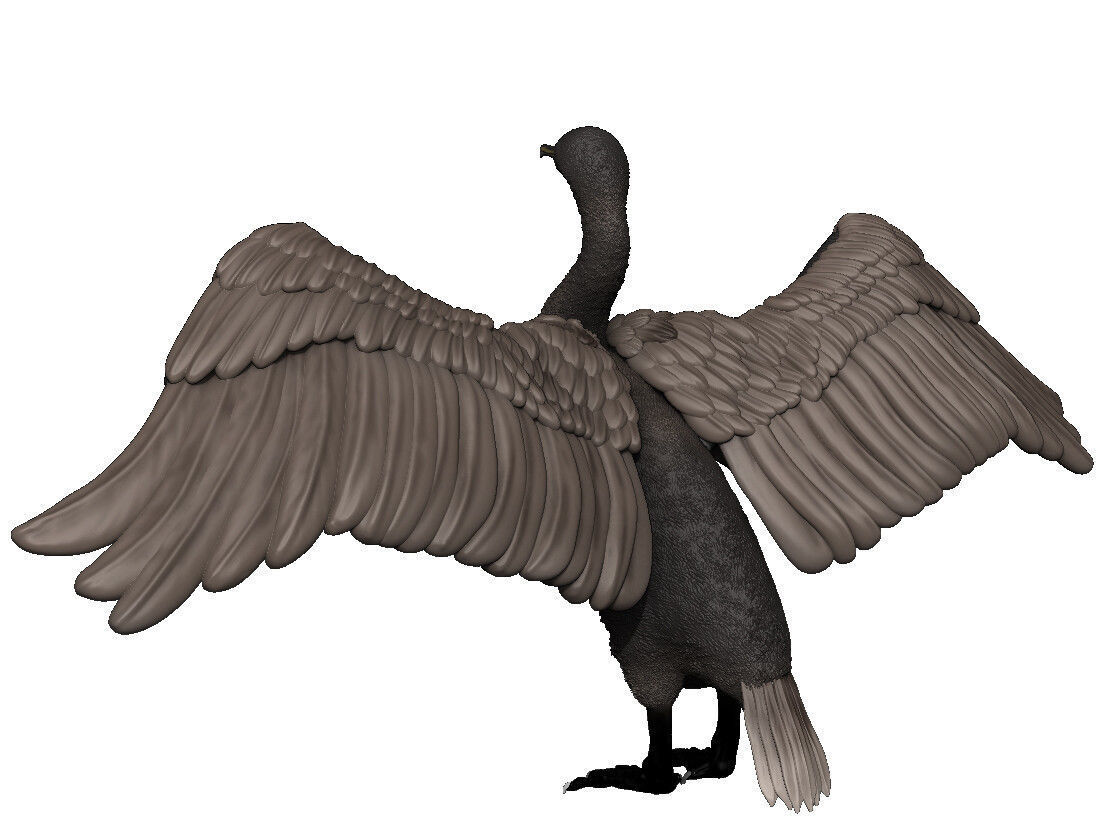 Socotra Cormorant 3D print model_1