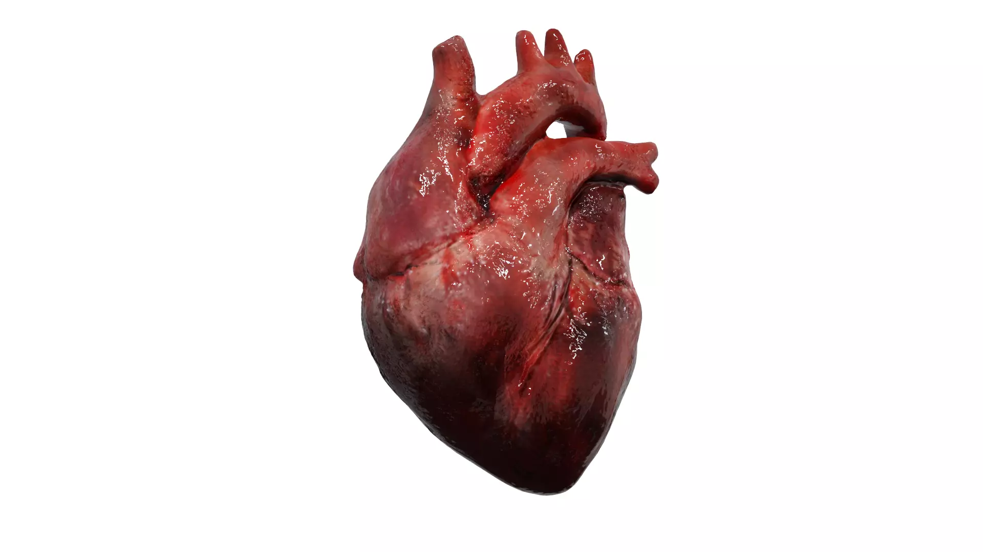 Human heart beating 3D model