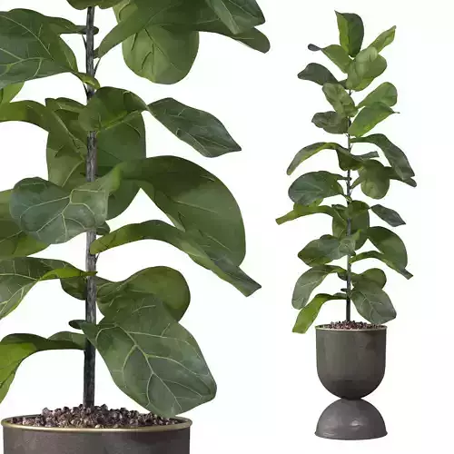 Ficus Lyrata in black pot 3D model
