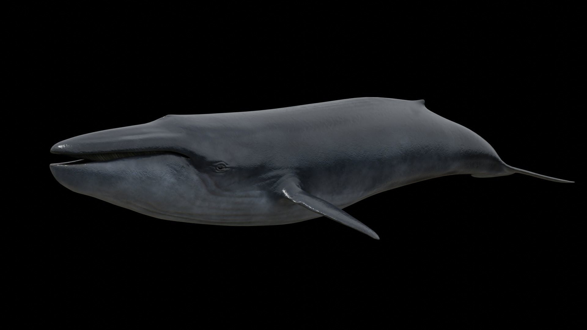 Blue whale Low-poly 3D model_19