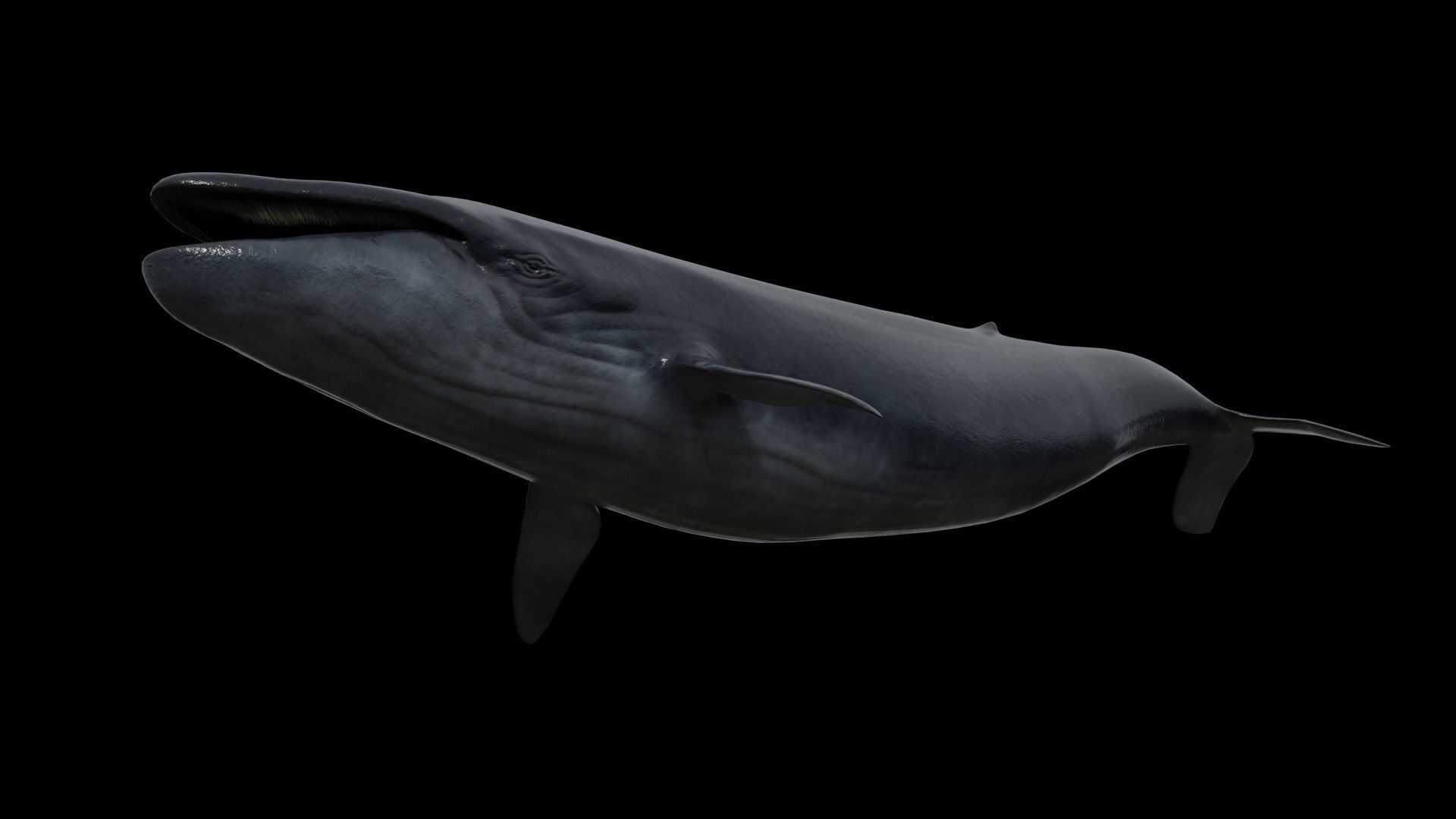 Blue whale Low-poly 3D model_14