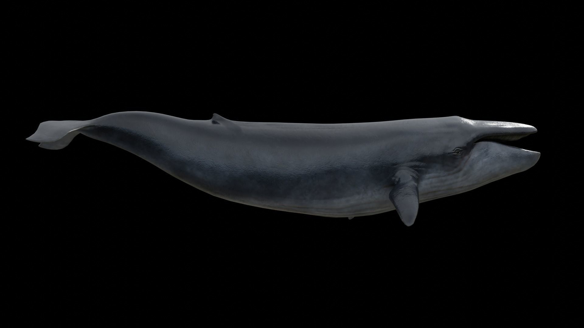 Blue whale Low-poly 3D model_7
