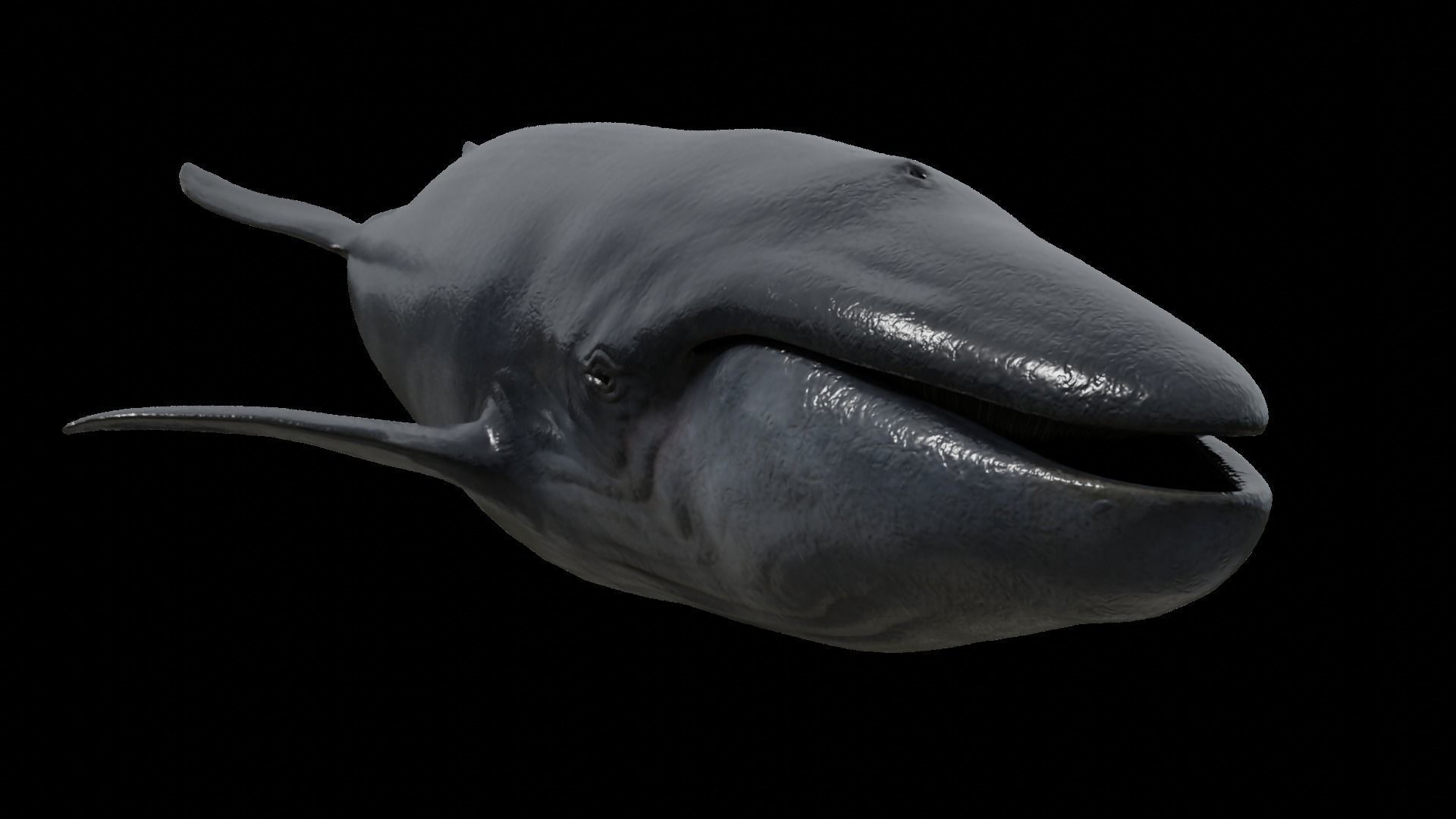 Blue whale Low-poly 3D model_47