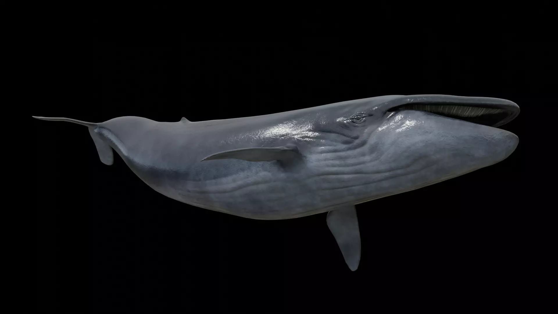 Blue whale Low-poly 3D model_0