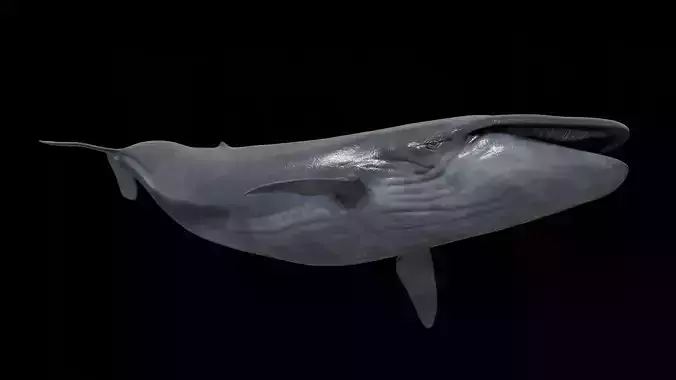 Blue whale Low-poly 3D model