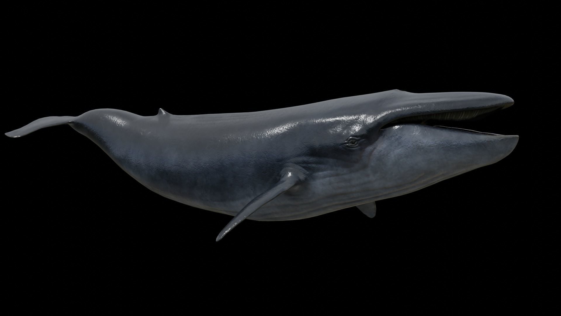 Blue whale Low-poly 3D model_48
