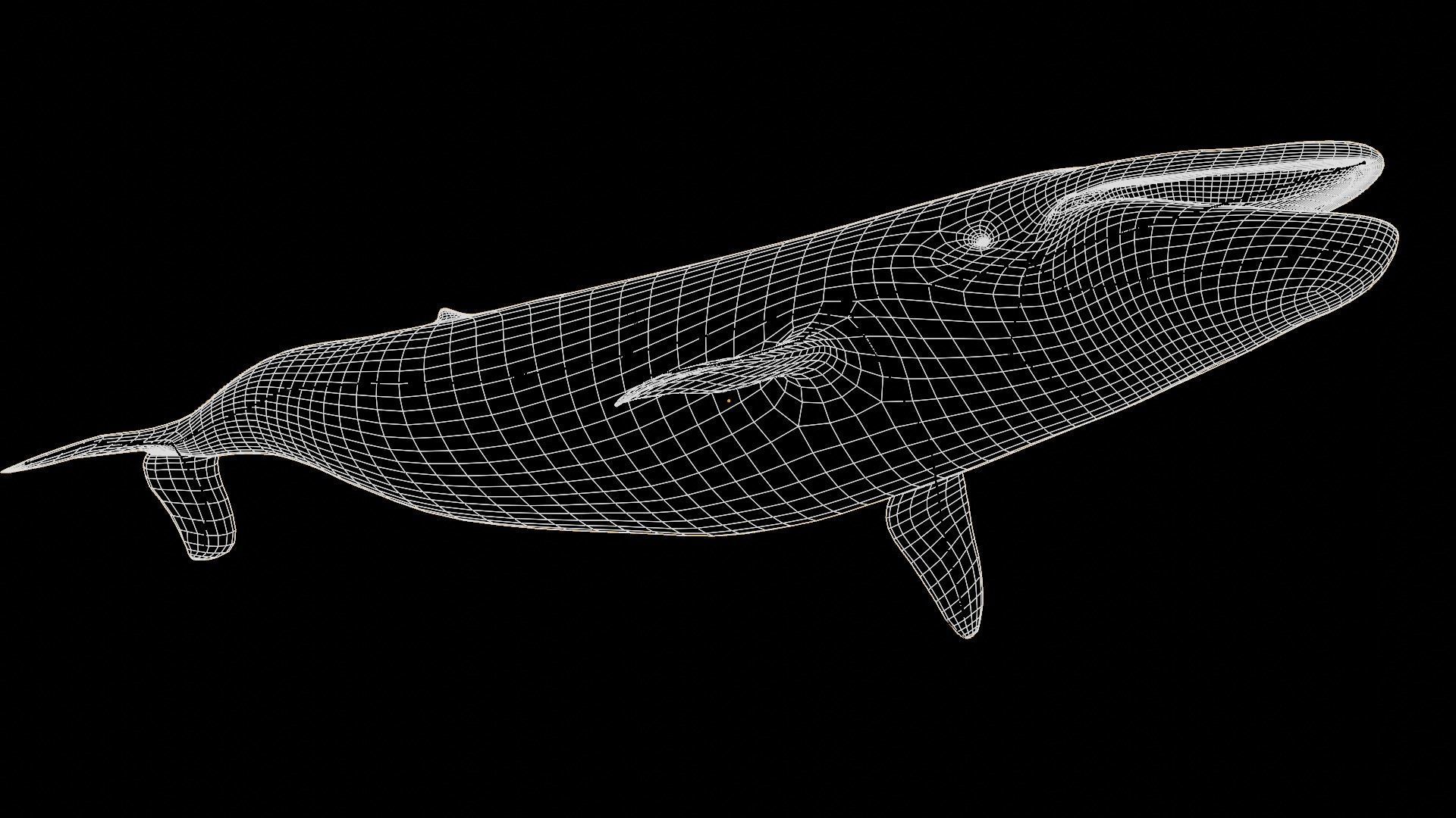 Blue whale Low-poly 3D model_21