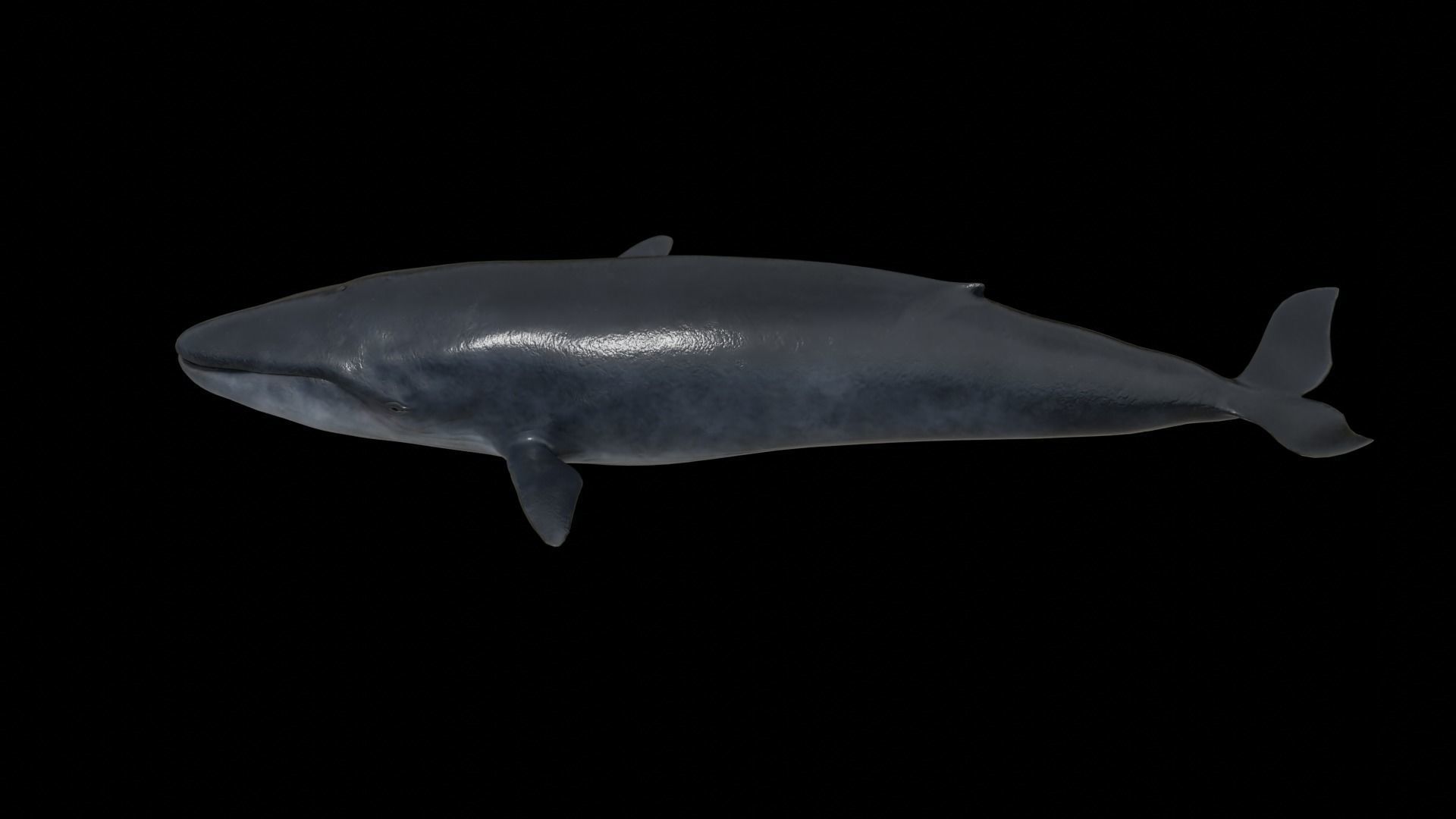 Blue whale Low-poly 3D model_18