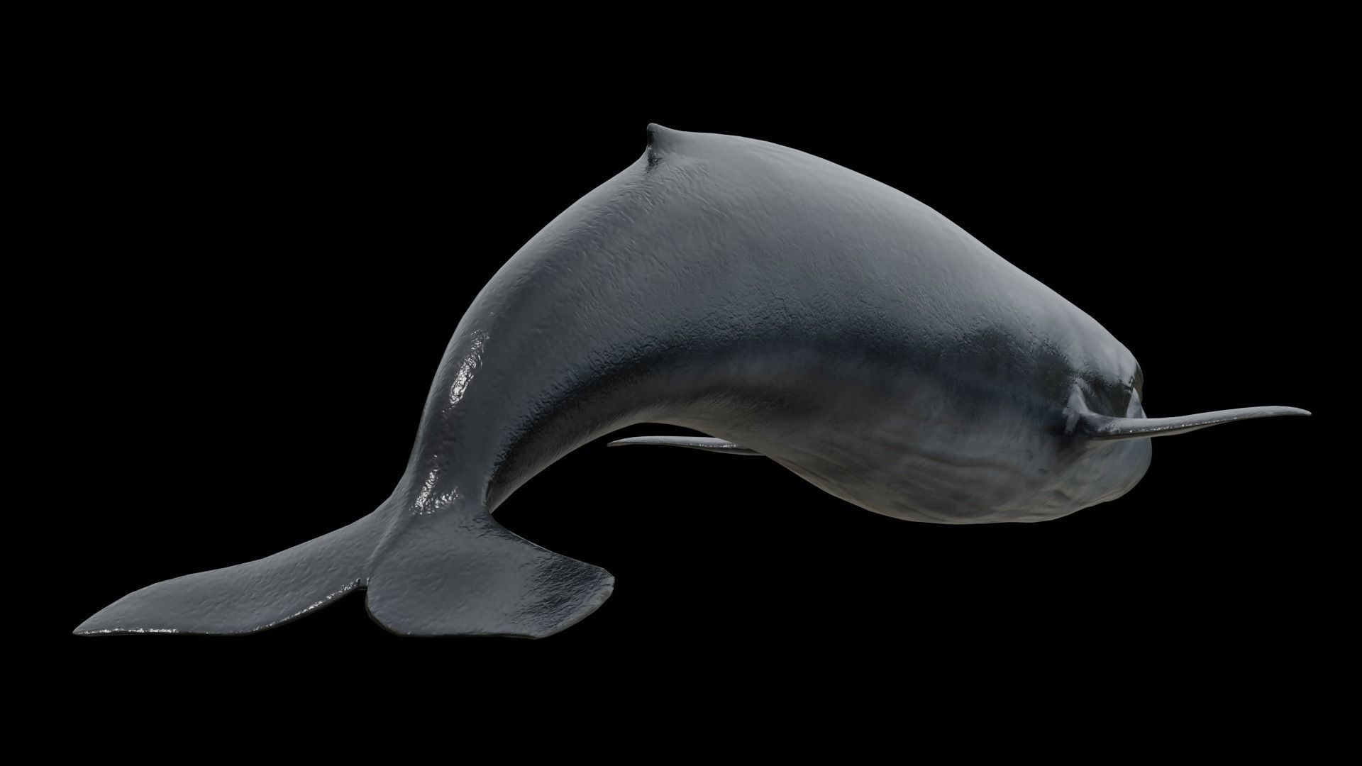 Blue whale Low-poly 3D model_37