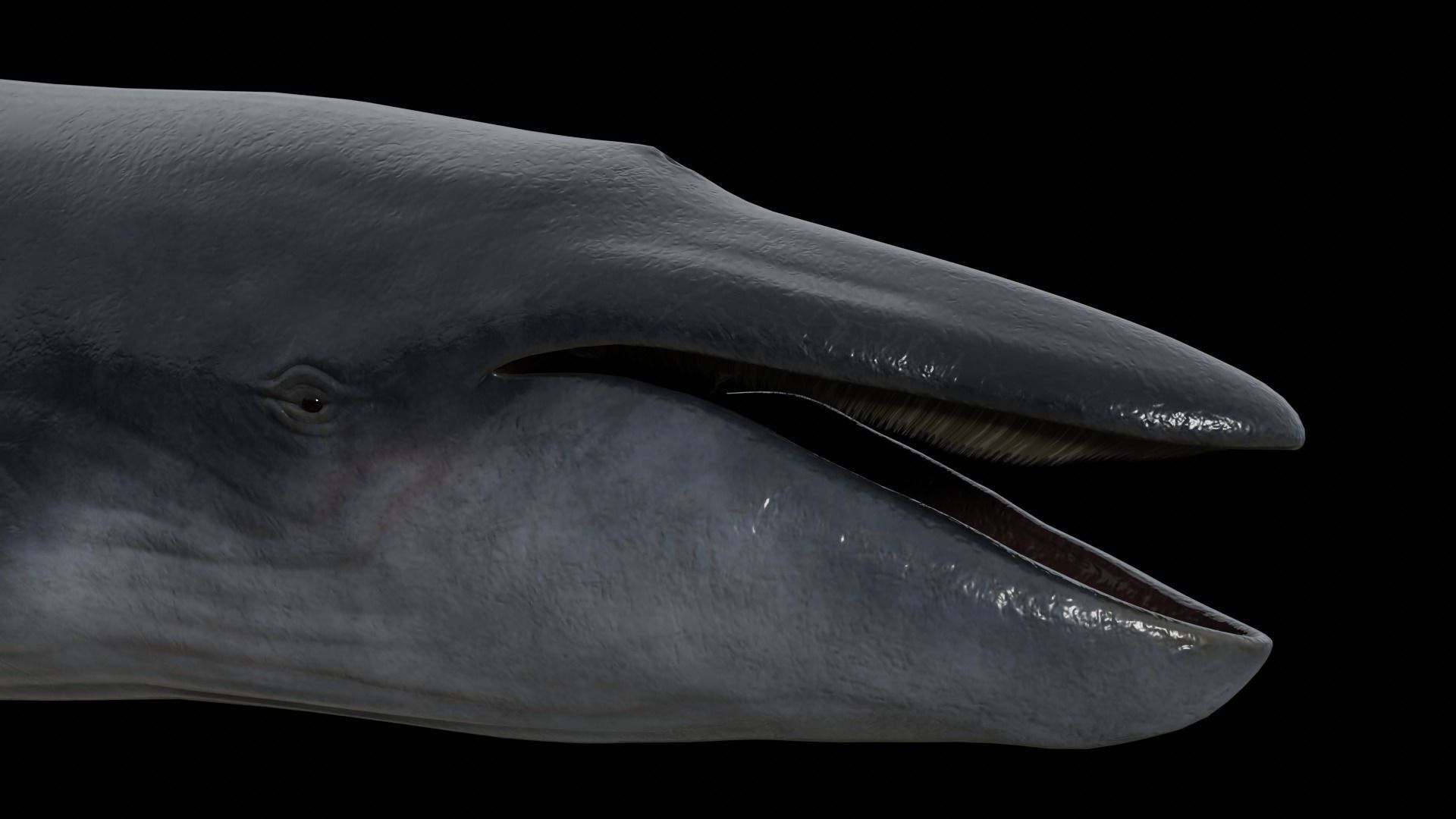 Blue whale Low-poly 3D model_3