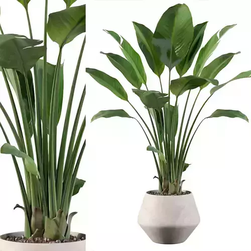 Strelitzia in biedge pot 3D model