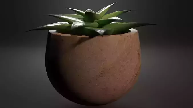 Little plant in a Pot - Aloes