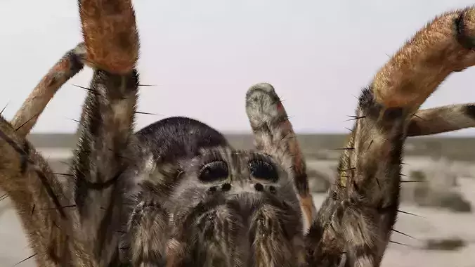 Spider Model giant in desert -
