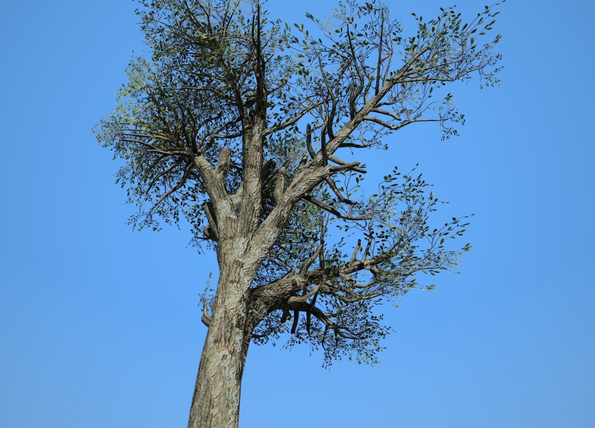 Broadleaf 004 Low-poly 3D model_6