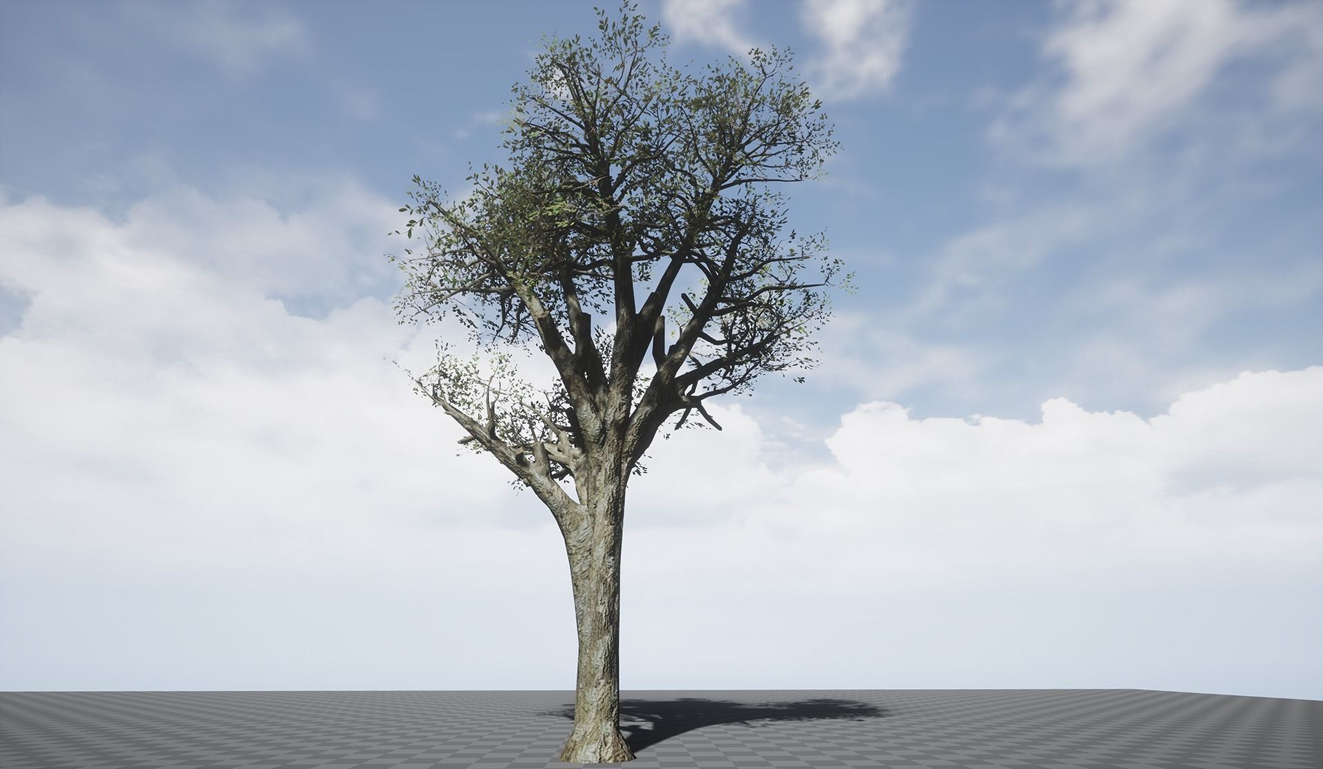 Broadleaf 004 Low-poly 3D model_7