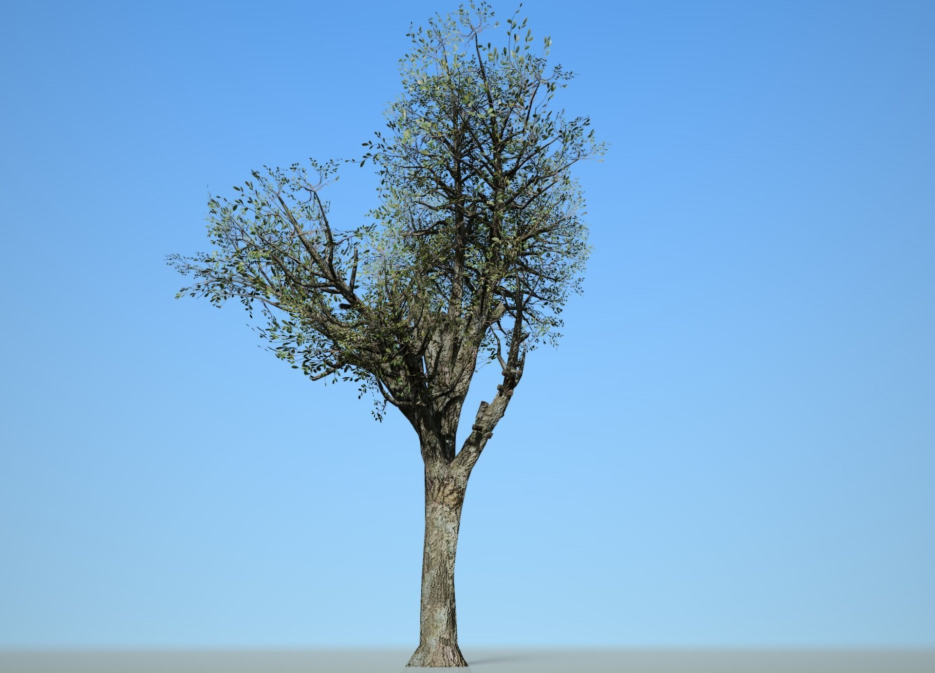 Broadleaf 004 Low-poly 3D model_1