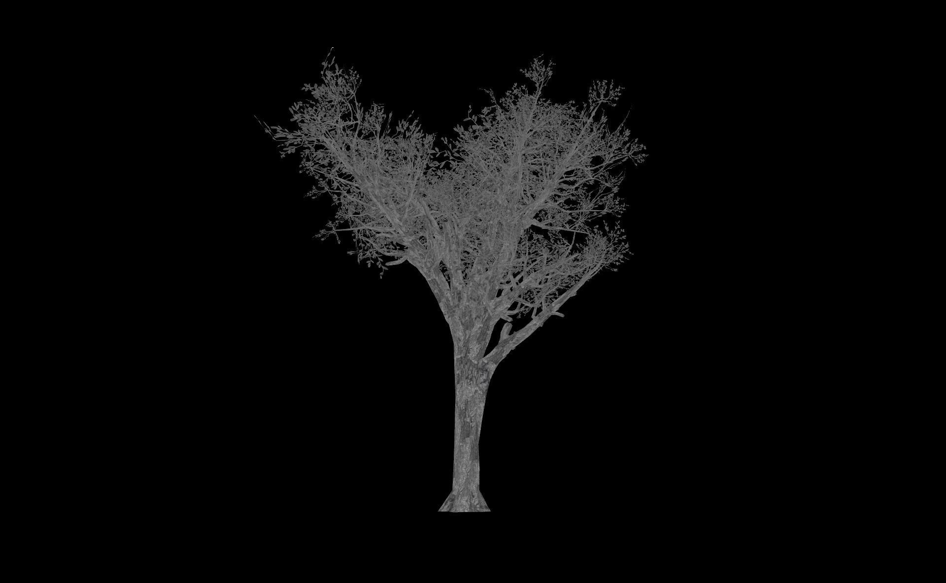 Broadleaf 004 Low-poly 3D model_9