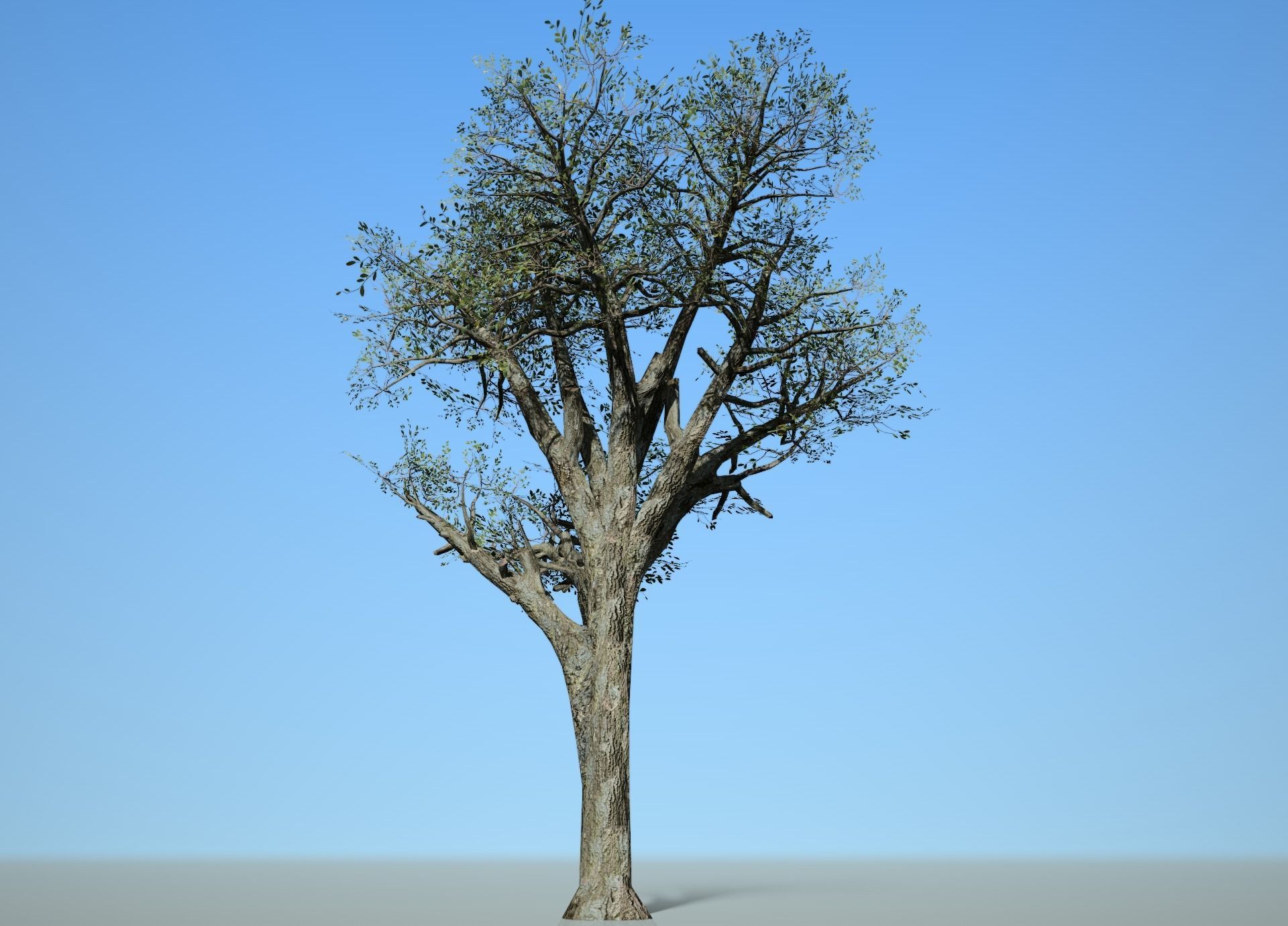 Broadleaf 004 Low-poly 3D model_3