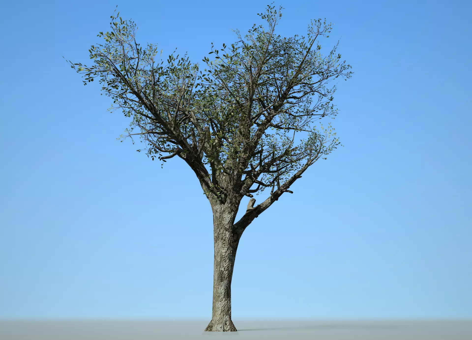 Broadleaf 004 Low-poly 3D model_0