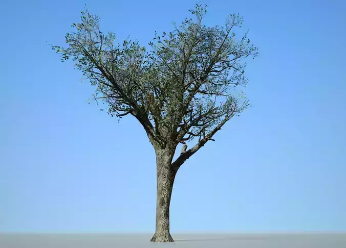 Broadleaf 004 Low-poly 3D model
