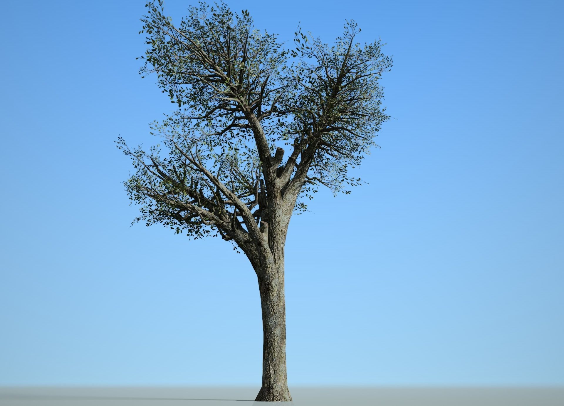 Broadleaf 004 Low-poly 3D model_2