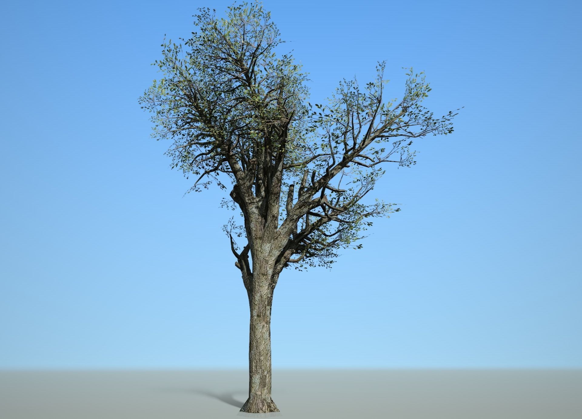 Broadleaf 004 Low-poly 3D model_4