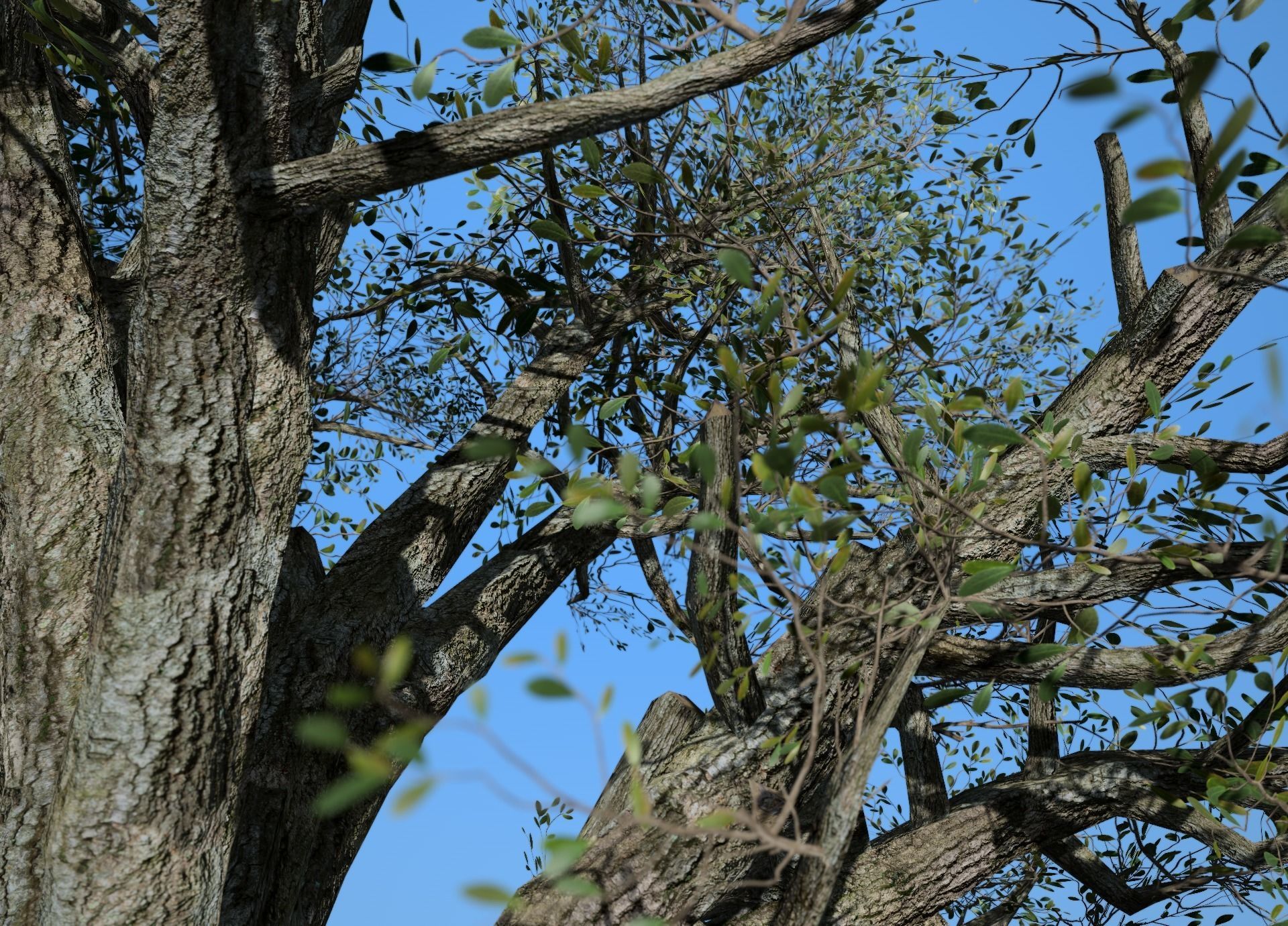 Broadleaf 004 Low-poly 3D model_5