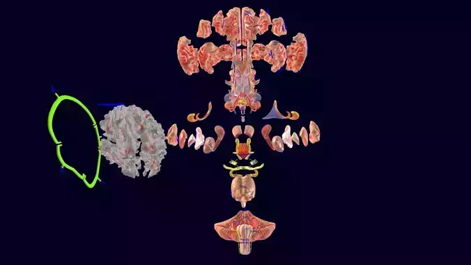 Central nervous brain cortex limbic basal ganglia stem cerebel 3D model