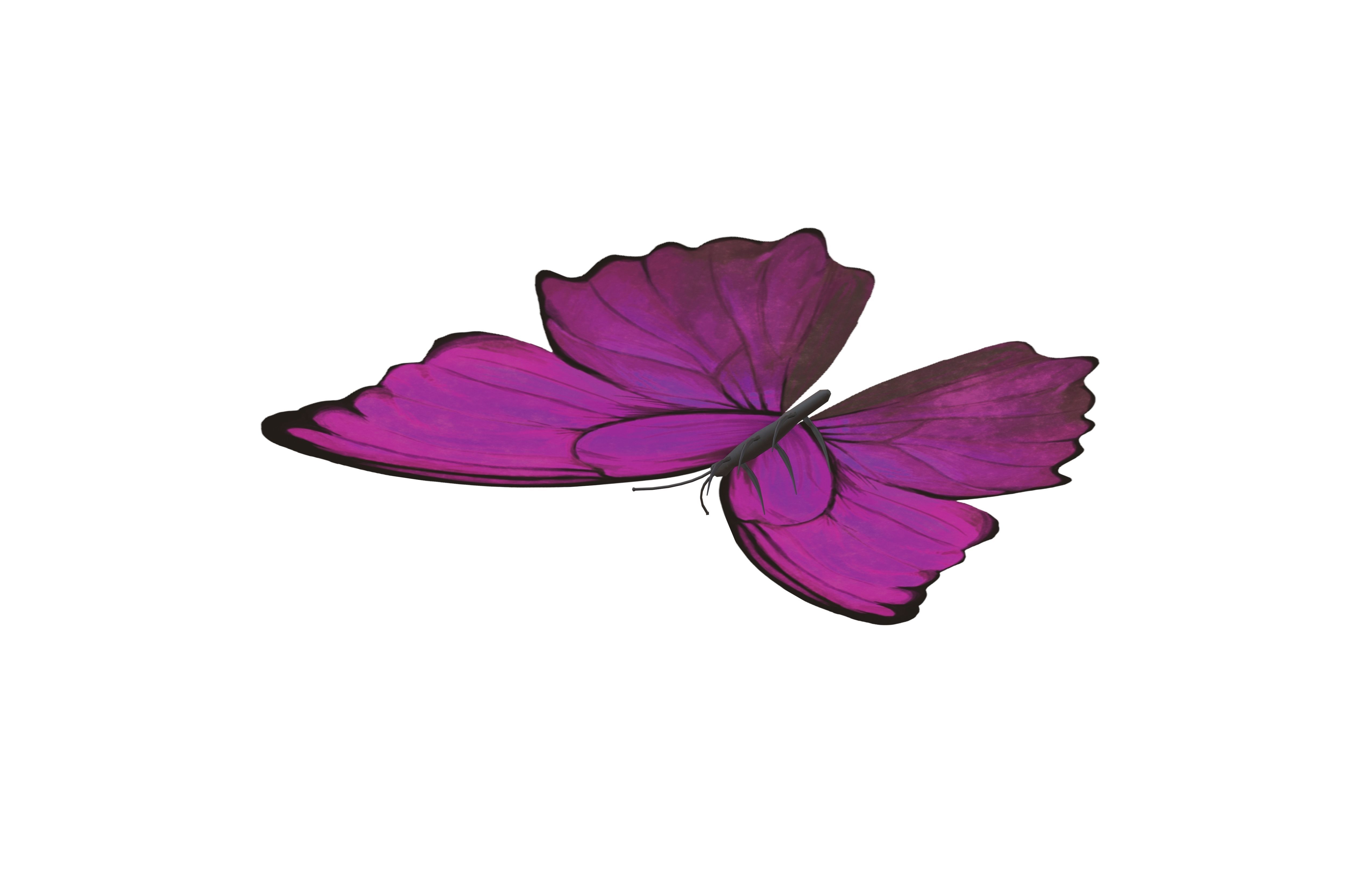 Butterfly v1 003 Low-poly 3D model_4