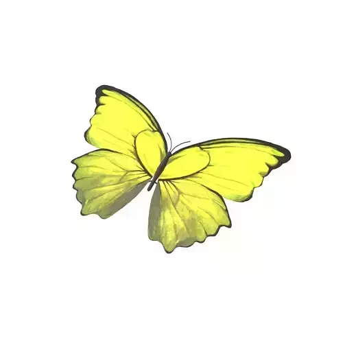 Butterfly v1 005