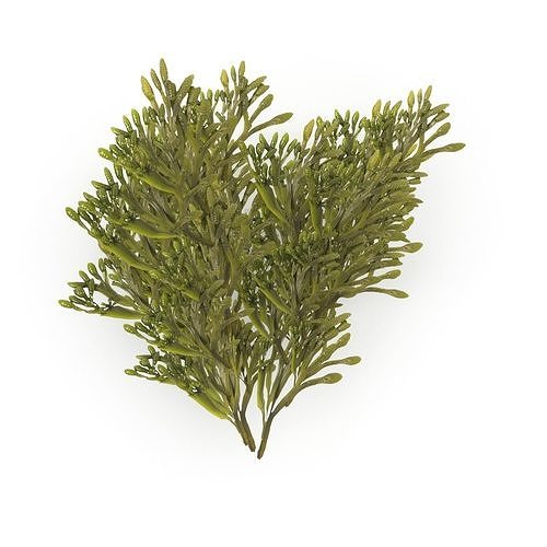 Egg Wrack seaweed H2 Low-poly 3D model