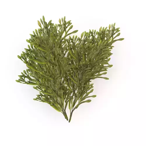 Egg Wrack seaweed H2 Low-poly 3D model