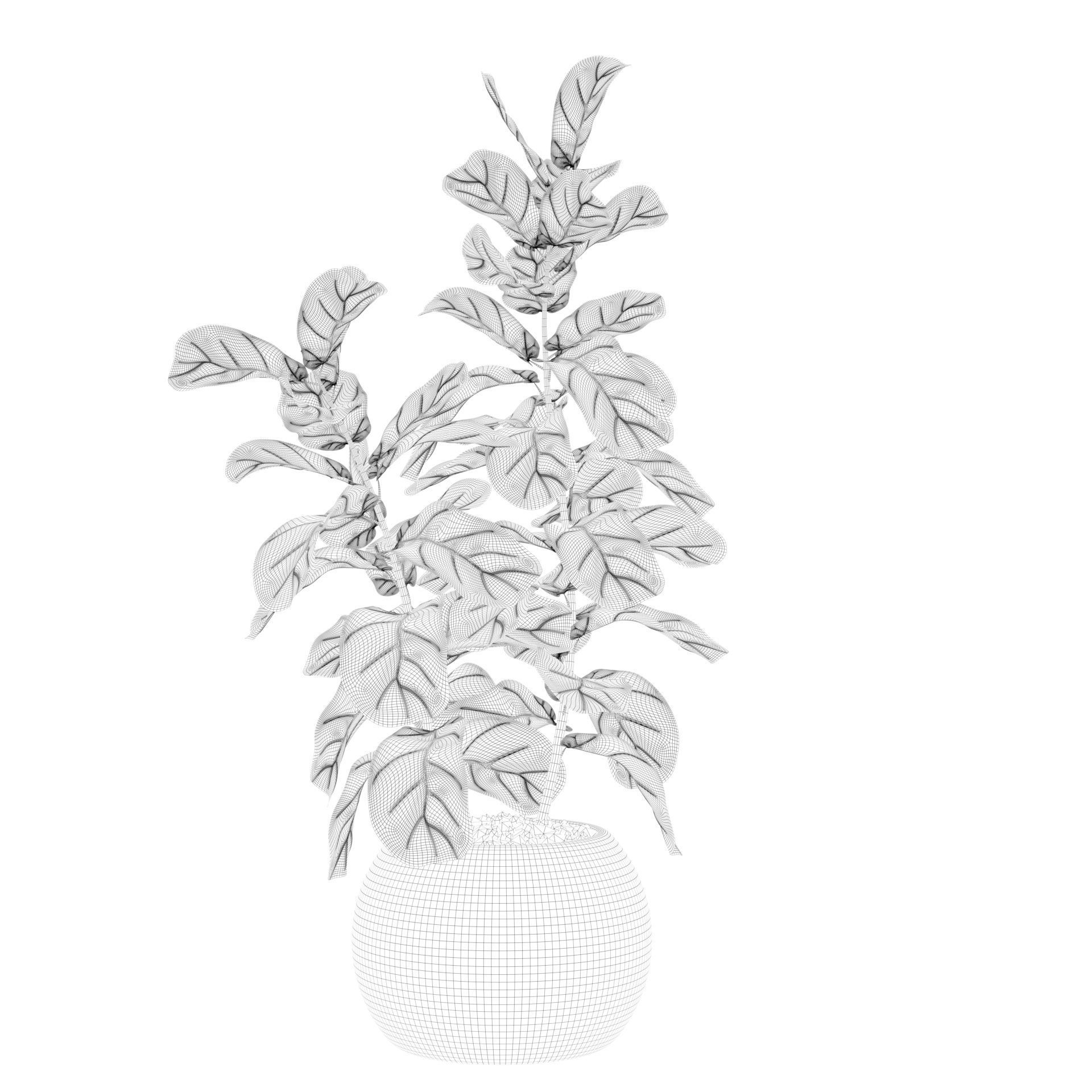 Ficus Lyrata in black felt pot 3D model_56