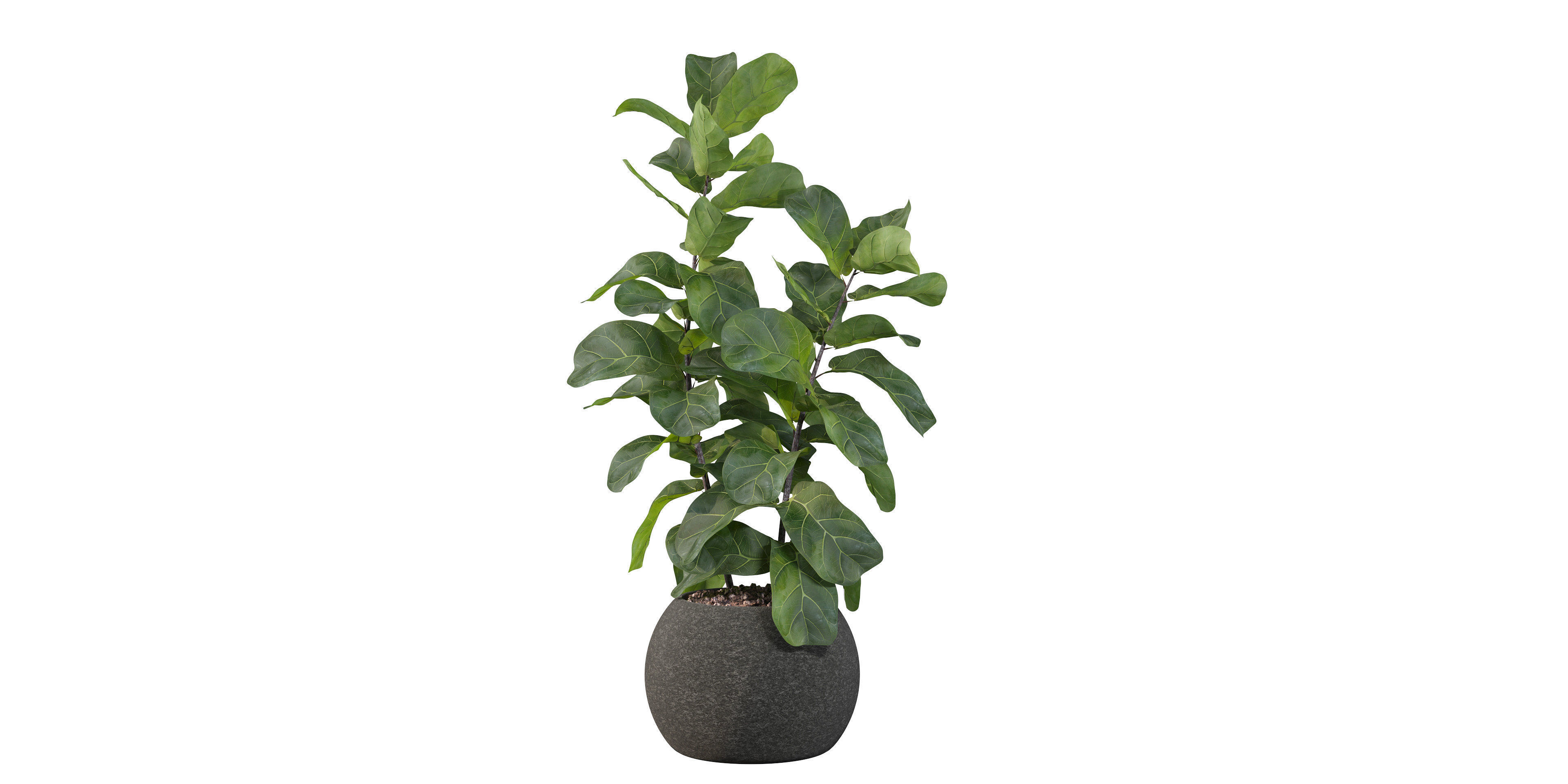 Ficus Lyrata in black felt pot 3D model_22