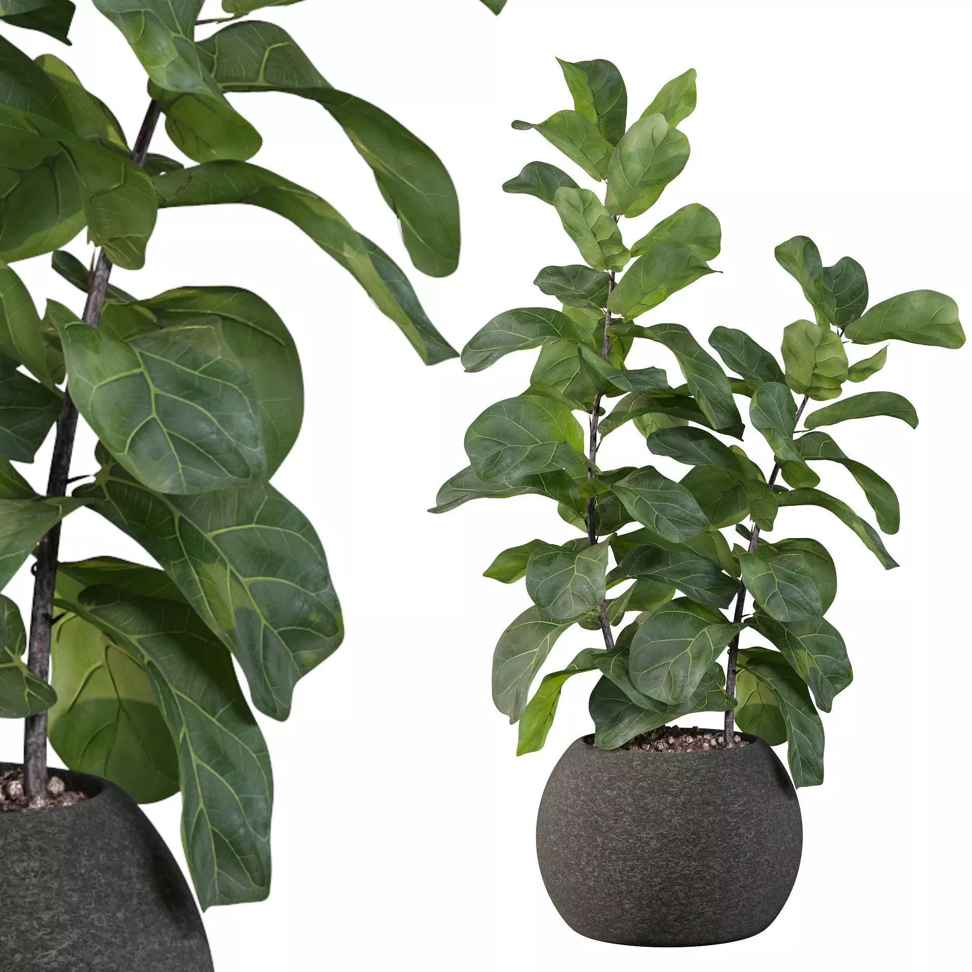 Ficus Lyrata in black felt pot 3D model_0
