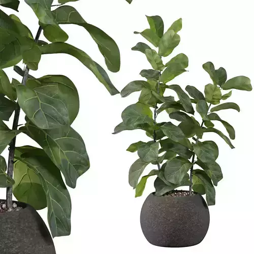 Ficus Lyrata in black felt pot 3D model
