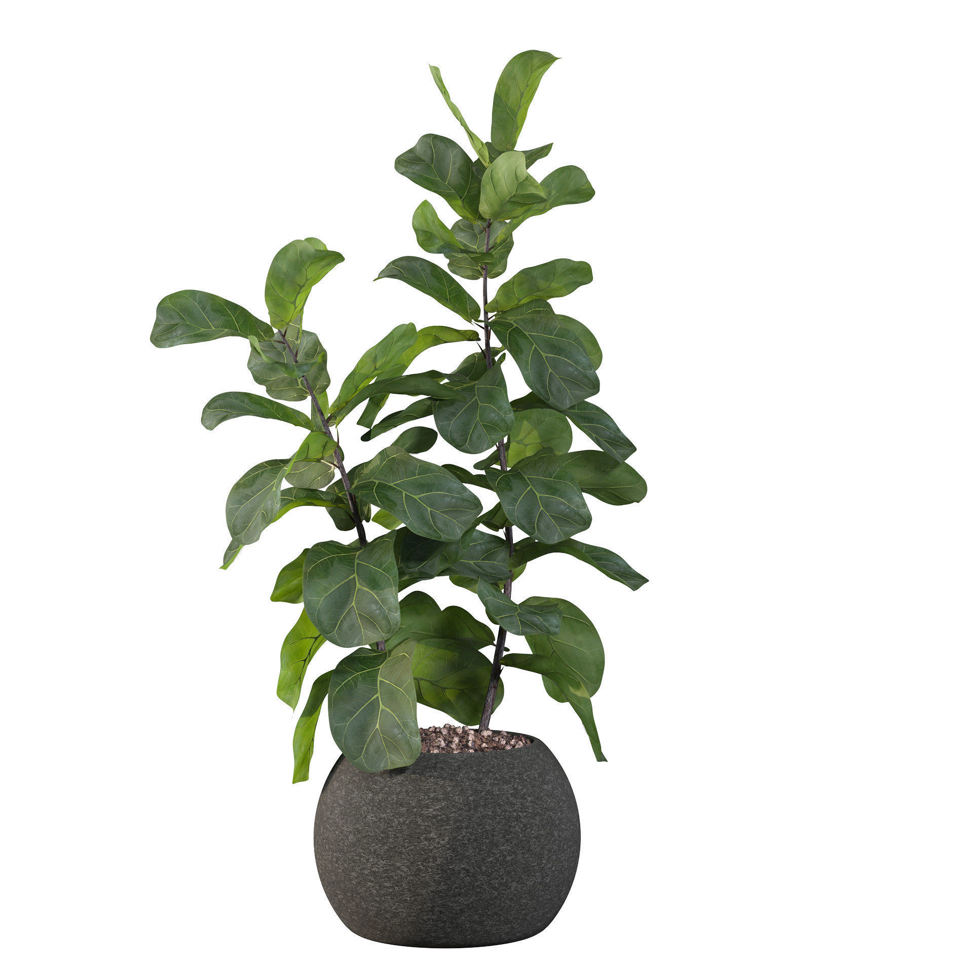 Ficus Lyrata in black felt pot 3D model_9