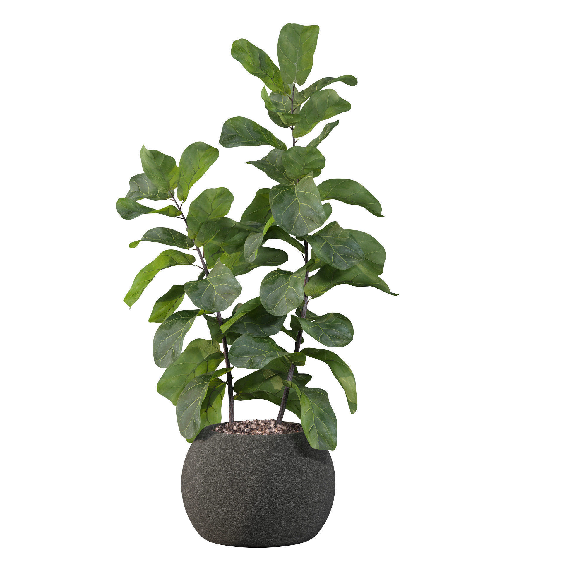 Ficus Lyrata in black felt pot 3D model_10