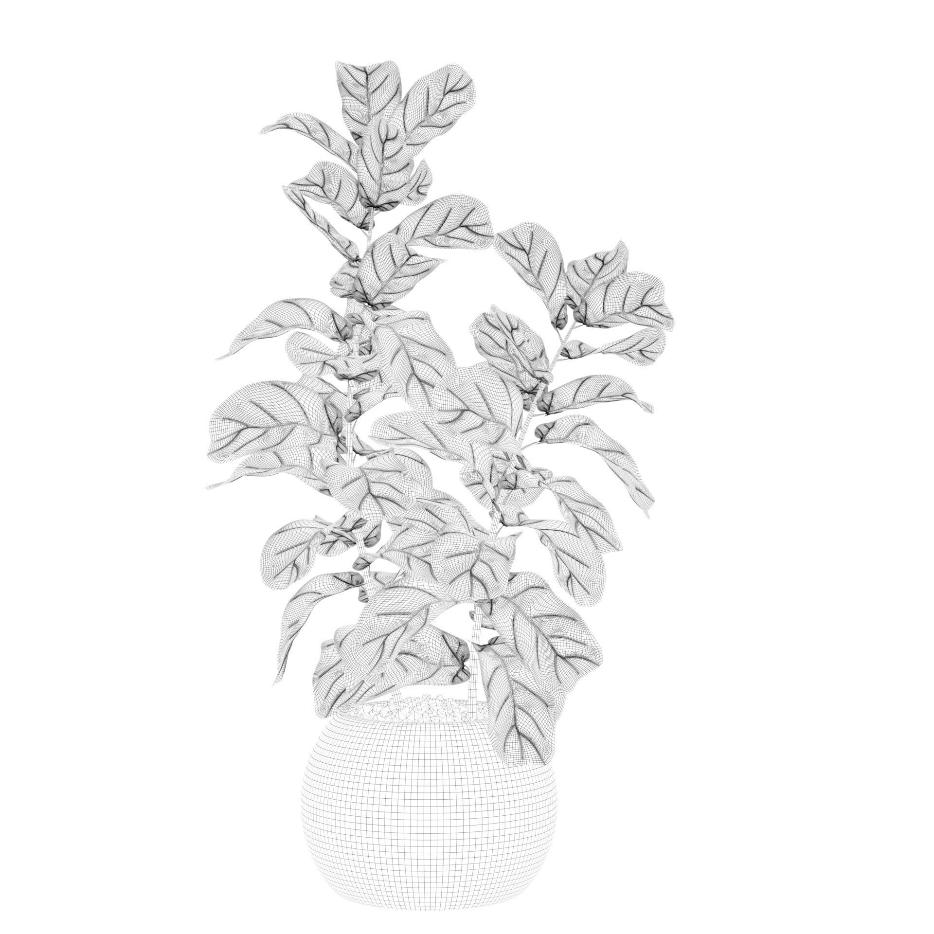 Ficus Lyrata in black felt pot 3D model_16