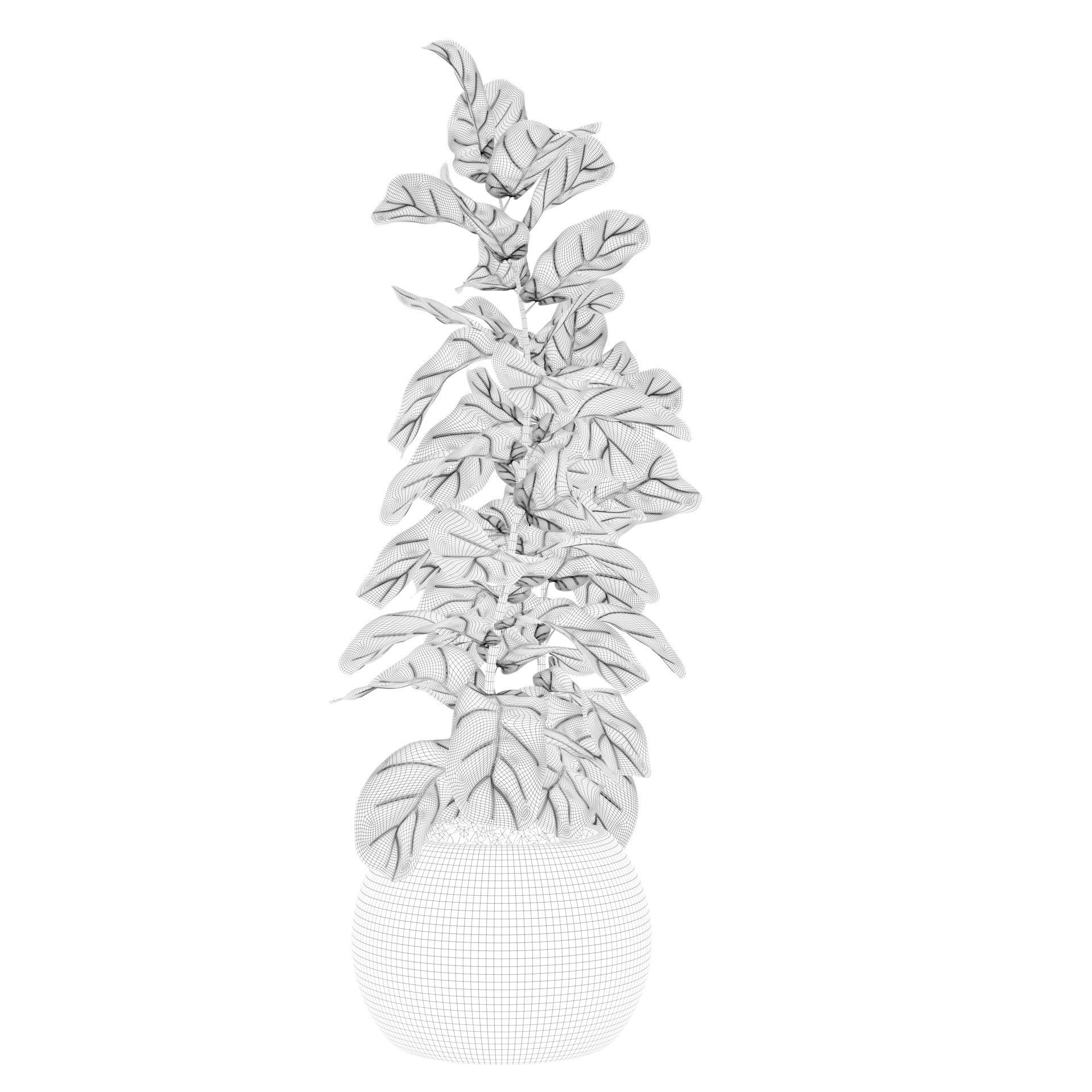 Ficus Lyrata in black felt pot 3D model_49