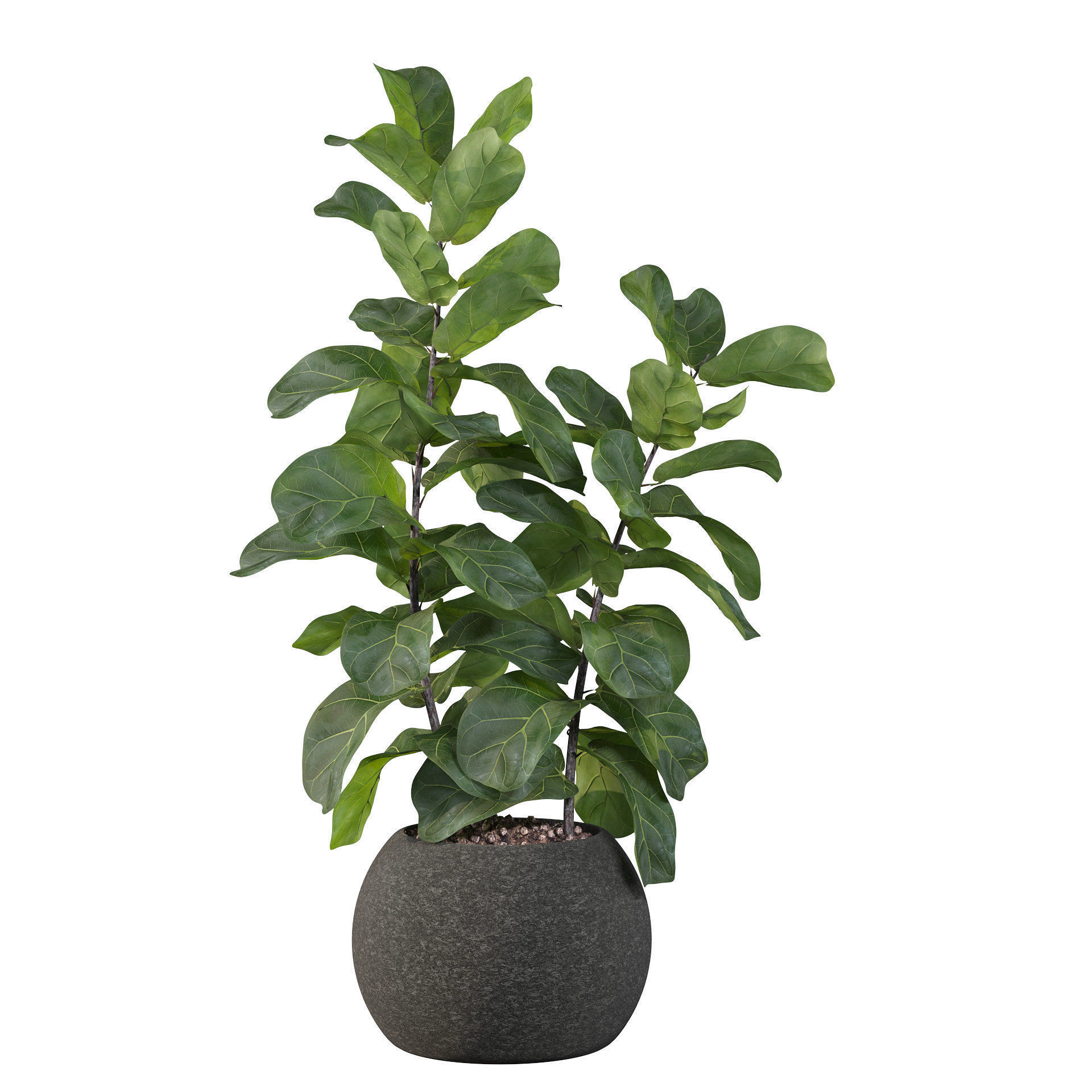 Ficus Lyrata in black felt pot 3D model_38