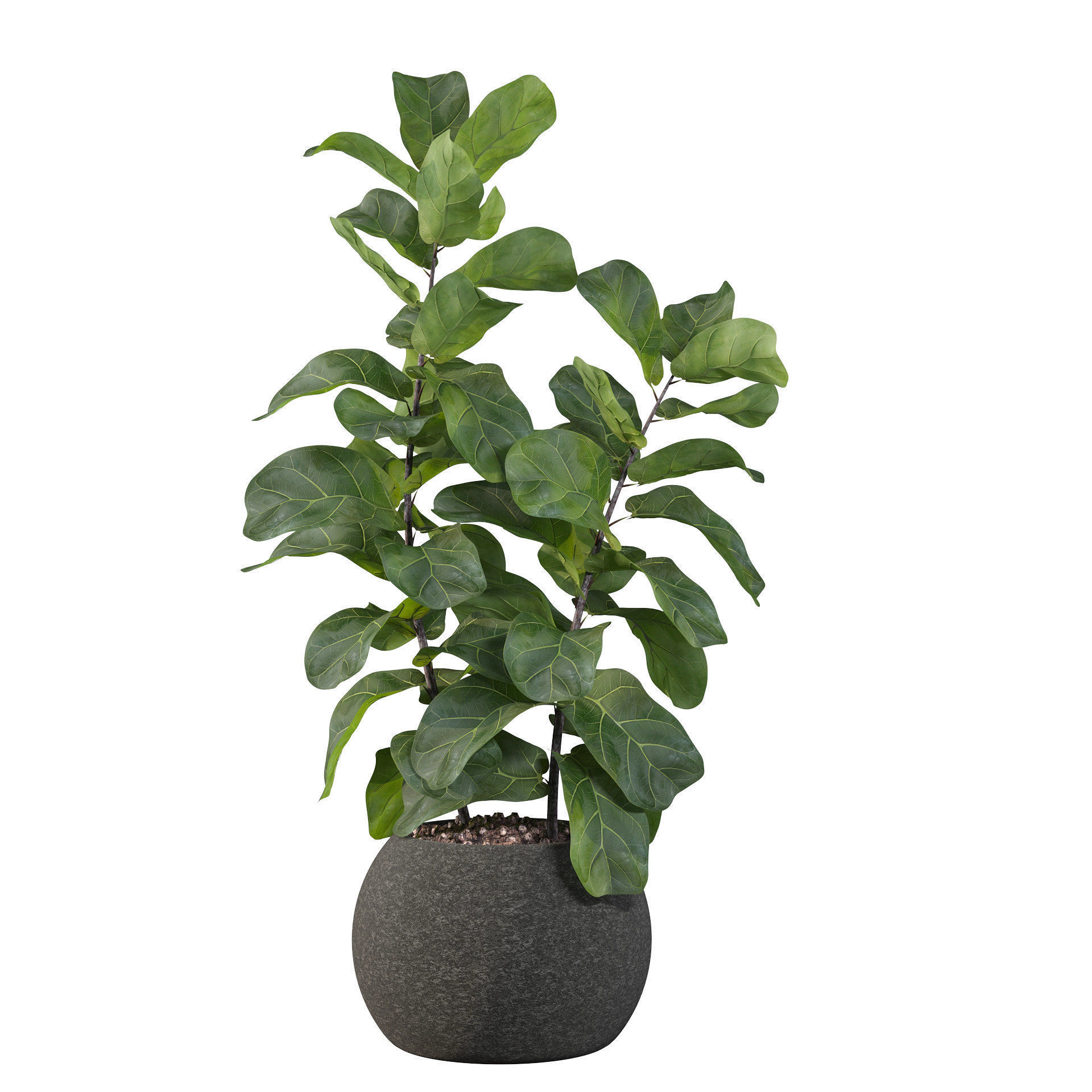 Ficus Lyrata in black felt pot 3D model_37