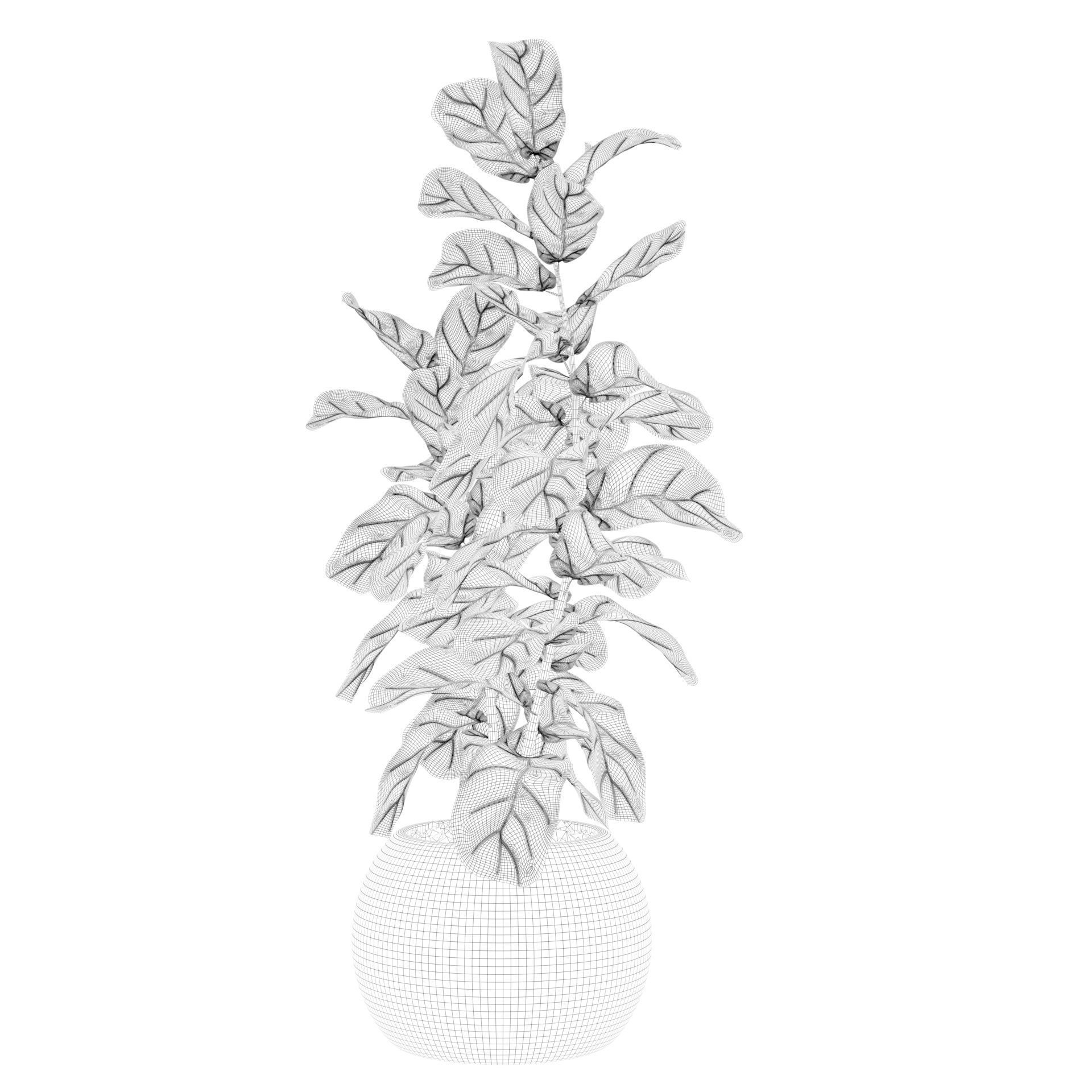 Ficus Lyrata in black felt pot 3D model_72