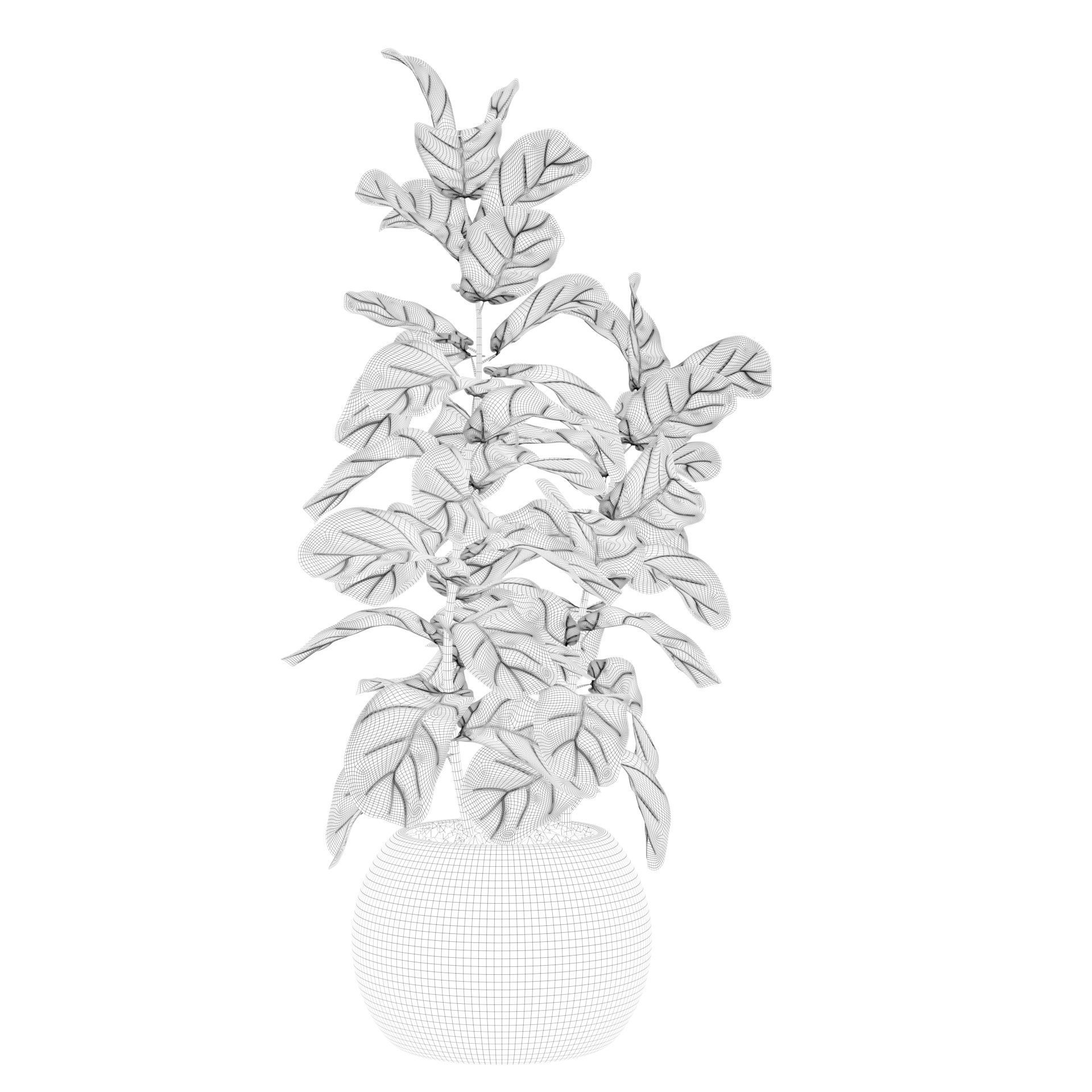 Ficus Lyrata in black felt pot 3D model_77