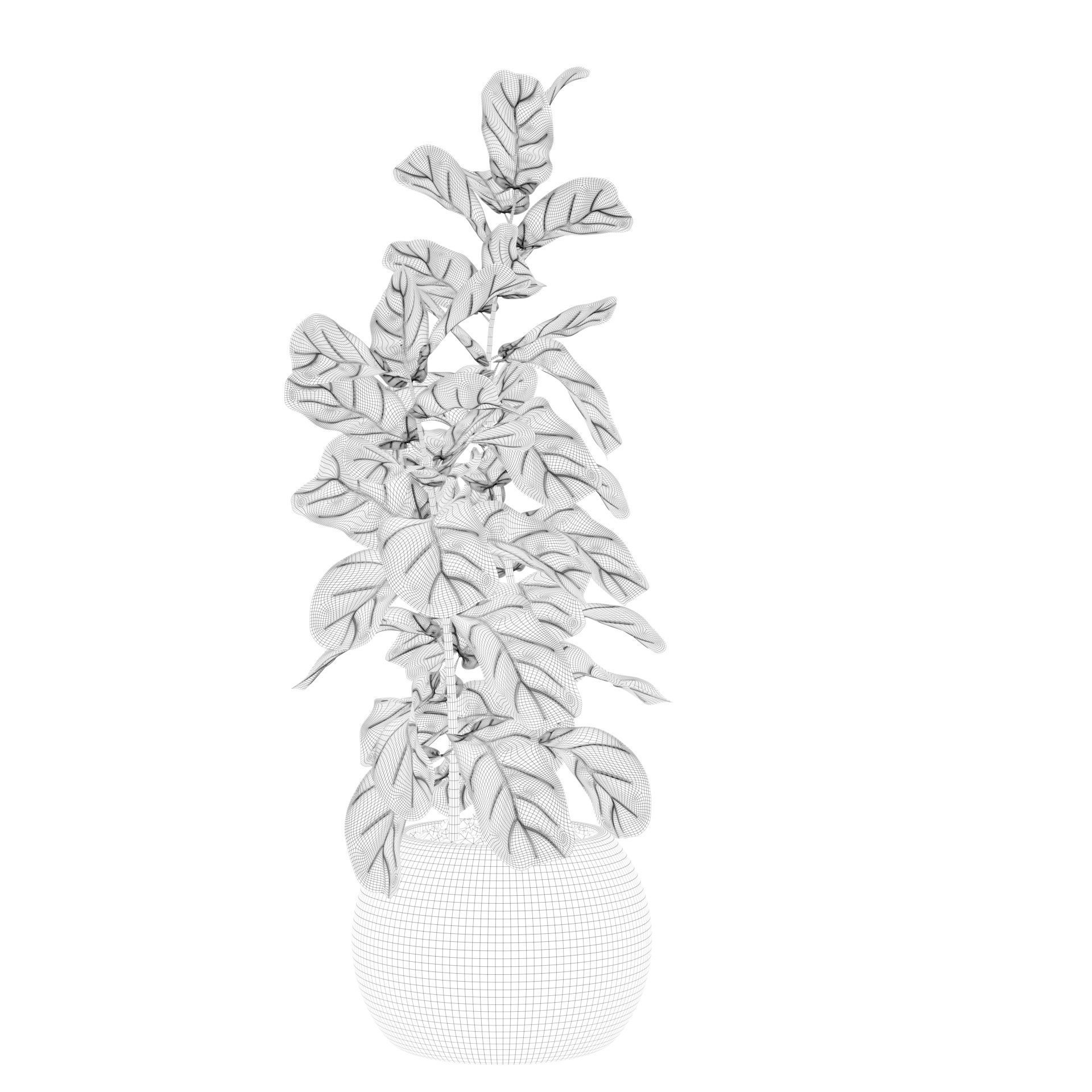 Ficus Lyrata in black felt pot 3D model_17