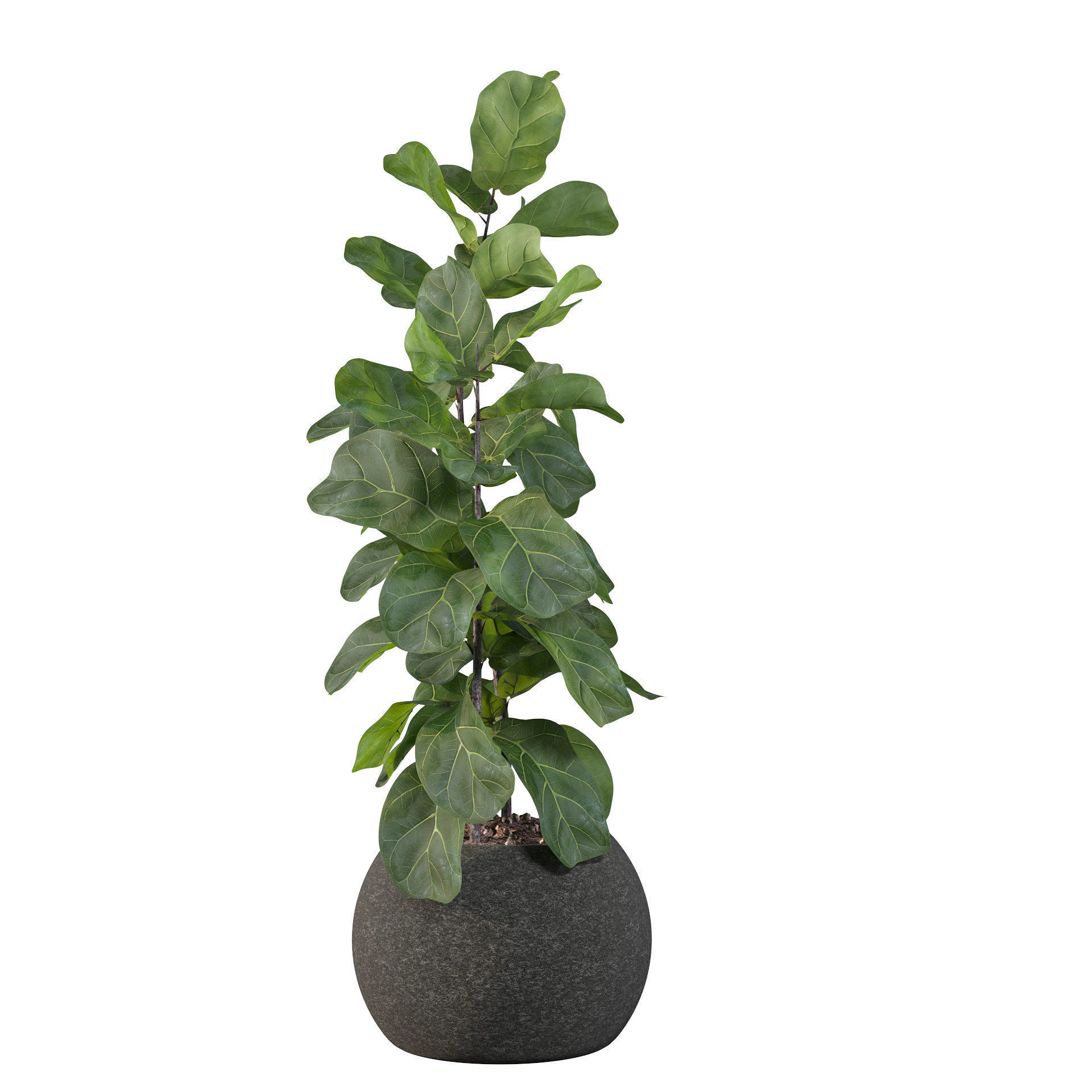 Ficus Lyrata in black felt pot 3D model_50