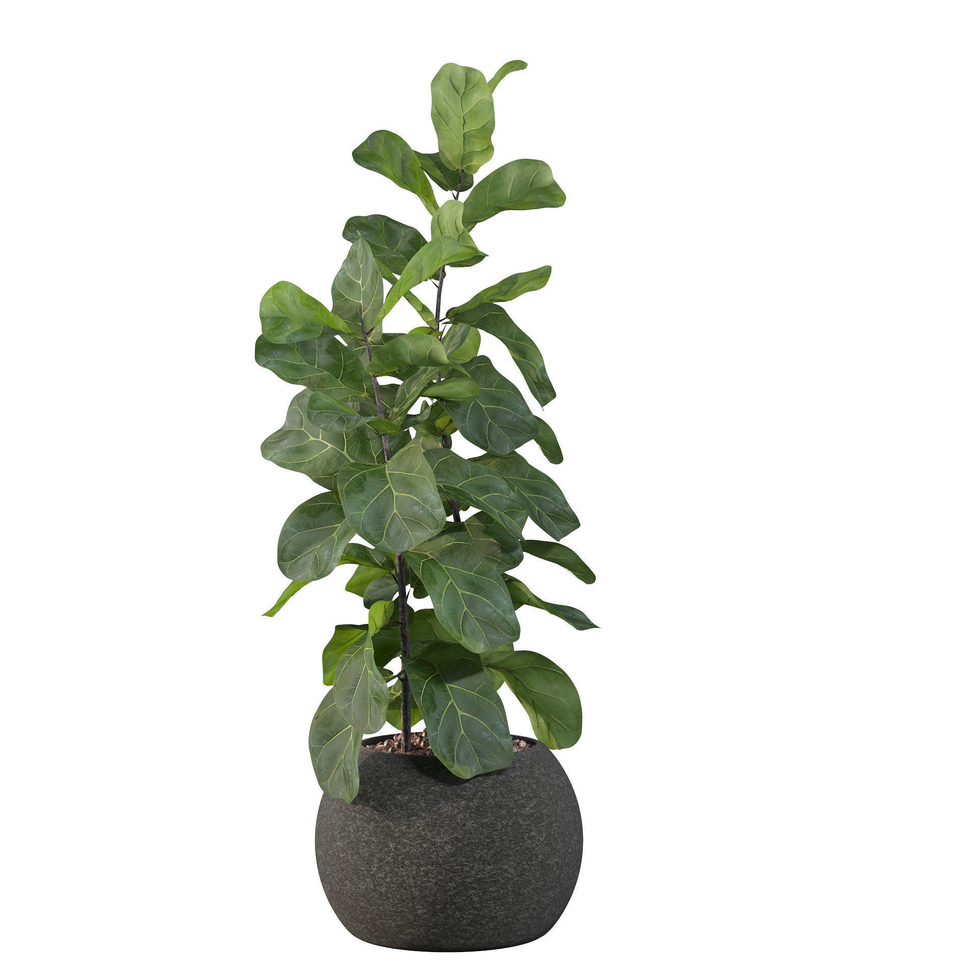 Ficus Lyrata in black felt pot 3D model_8