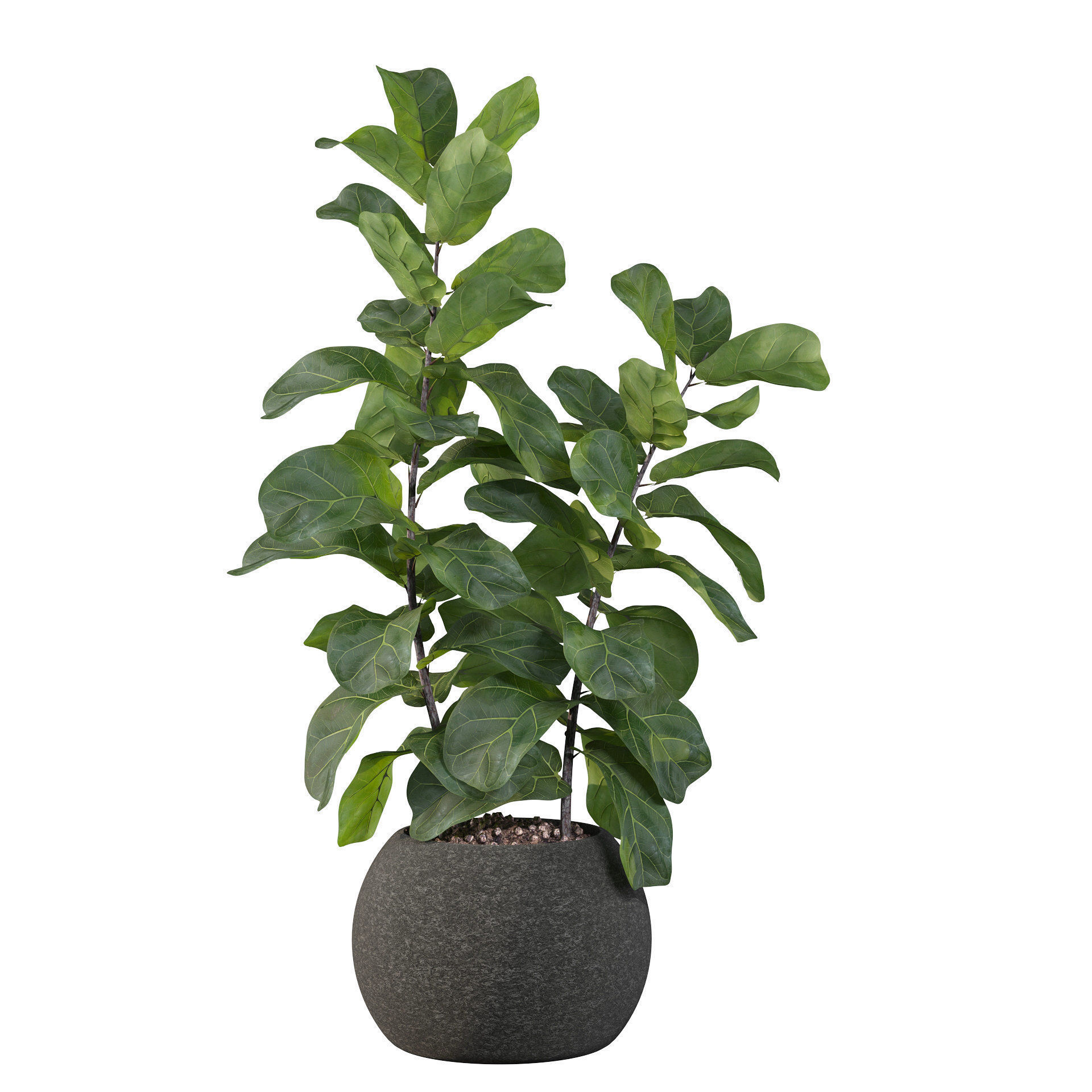 Ficus Lyrata in black felt pot 3D model_42