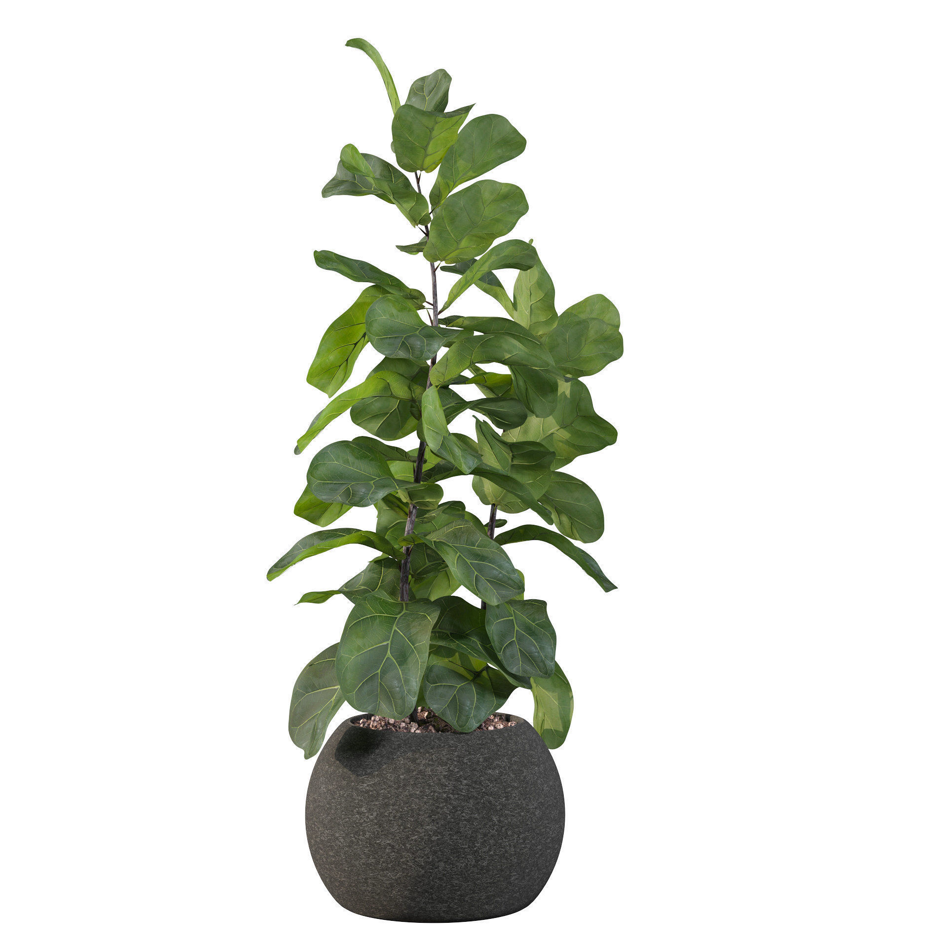 Ficus Lyrata in black felt pot 3D model_53